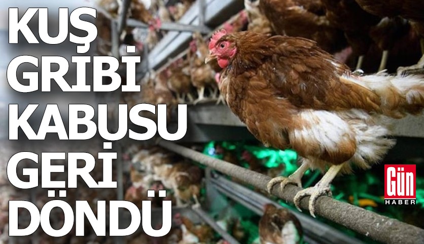 Kuş gribi kabusu geri döndü: Avrupa ülkesi karantina kararı aldı