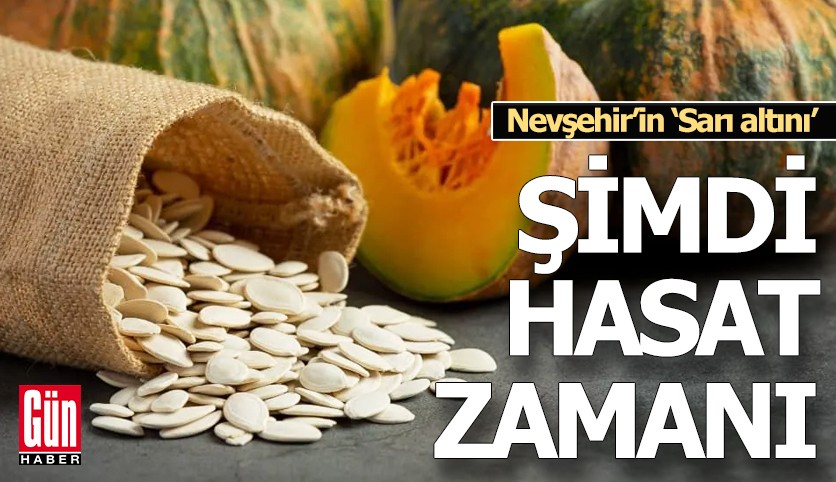 Nevşehir’in ‘Sarı altını’, şimdi hasat zamanı