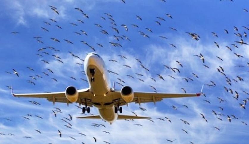 Pegasus uçağına kuş çarptı, uçak geri döndü