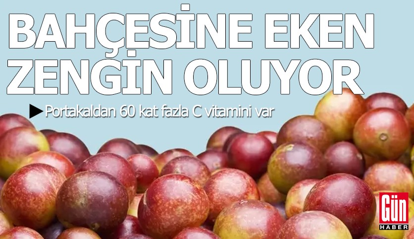 Portakaldan 60 kat fazla C vitamini var: Bahçesine eken zengin oluyor