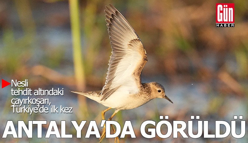 Türkiye'de ilk kez Antalya'da görüntülendi