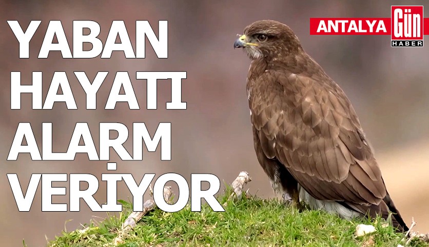 Yaban hayatı alarm veriyor! Doğa için hala umut var