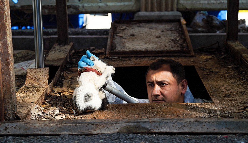Yer altı çöp konteynerinin altına düşen kedi kurtarıldı
