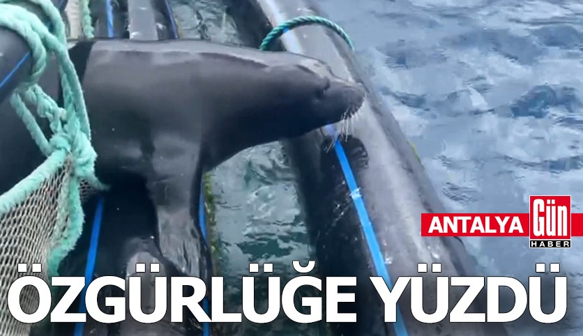 Antalya'da Akdeniz foku özgürlüğe yüzdü