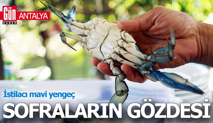 Antalya'da istilacı mavi yengeç, sofraların gözdesi