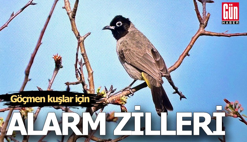 Göçmen kuşlar için alarm zilleri!