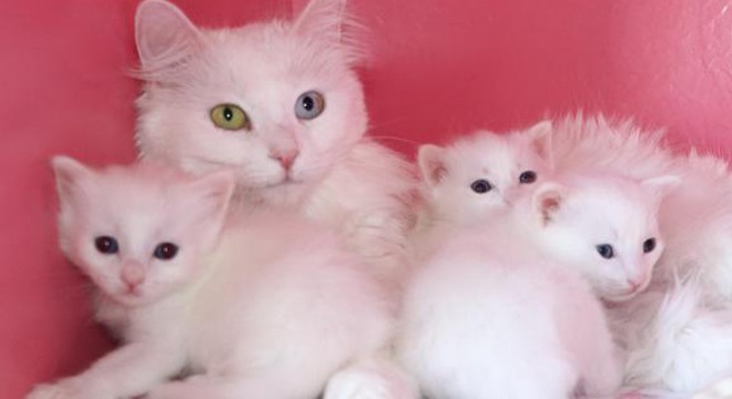 24 Van kedisi, 70 e yakın yavru doğurdu
