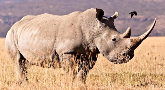 24 milyon yıllık fosillerden protein çıkarıldı