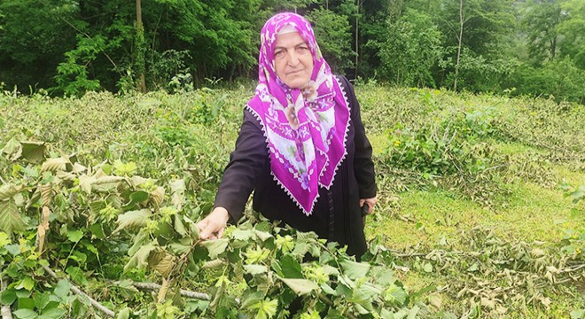 240 fındık ağacı kimliği belirsiz kişi veya kişilerce kesildi