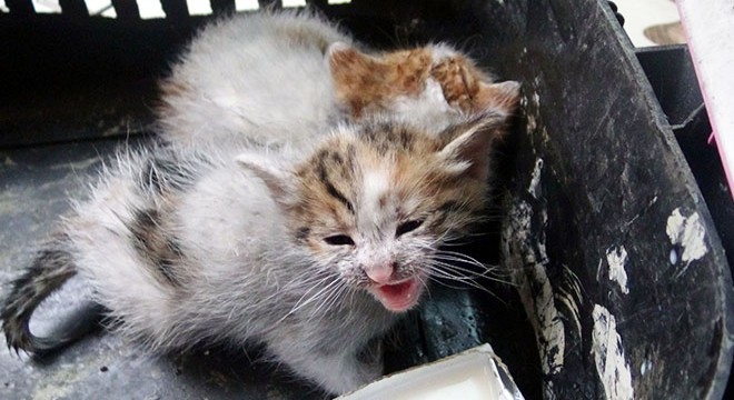 3 yavru kedi yanmaktan kurtarıldı
