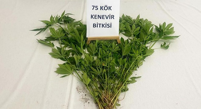 3 bin kök Hint keneviri ele geçirildi