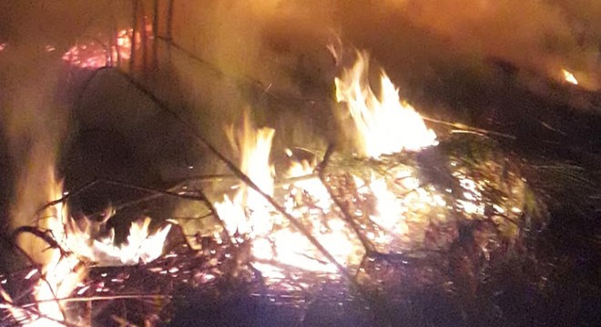 30 adet narenciye ağacı kül oldu