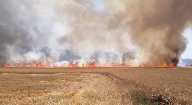 300 dönümlük ekili arazi küle döndü