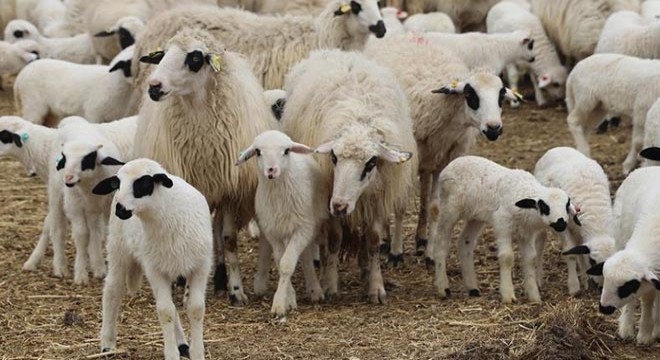 32 küçükbaş hayvanı çalıp kaçtı, takiple yakalandılar