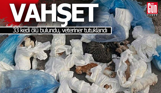 33 kedi ölü bulundu, veteriner tutuklandı