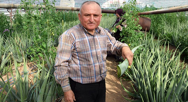 4 dönüme Aloe vera dikti; yılda 90 bin lira kazanç hedefliyor