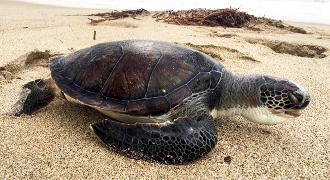 4 gün içinde 3 deniz kaplumbağası ölü bulundu