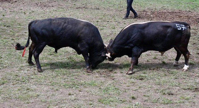 40'ıncı Kafkasör Festivali, boğa güreşleriyle sona erdi