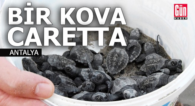 5 bininci yavru caretta caretta Akdeniz'e ulaştı