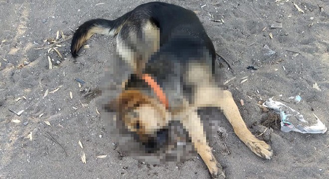 5 köpeği zehirli sosisle öldürdüler