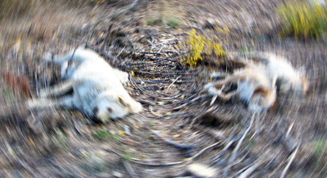 5 köpek, 3 kedi ve 11 tavuk zehirlenerek öldürüldü