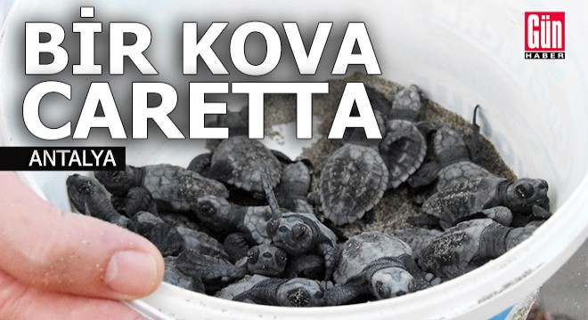 5 bininci yavru caretta caretta Akdeniz e ulaştı