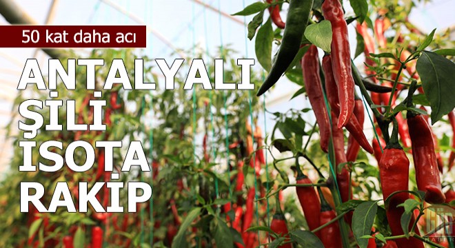 50 kat daha acı 'Antalyalı Şili', isota rakip