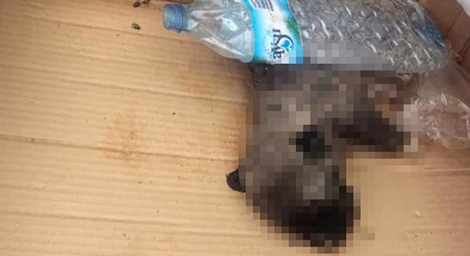 6 yavru köpek ölü bulundu, soruşturma başlatıldı