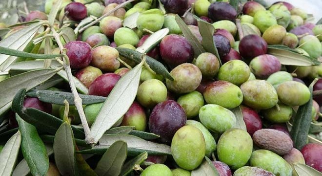600 kilogram zeytini kredi kartı borcu için çalmış