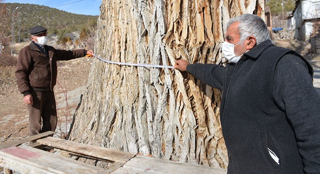 7 asırlık kavak ağacına koruma talebi
