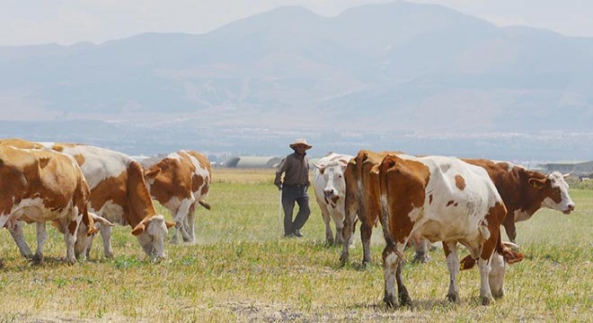 7 bin lira maaşla yerli çoban bulamıyorlar