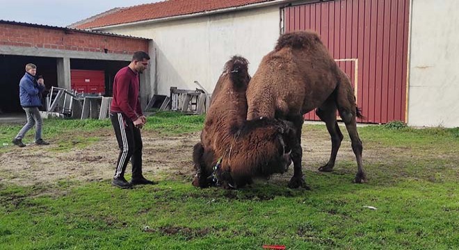 8 devesini birbiriyle güreştirerek antrenmanyaptırıyor