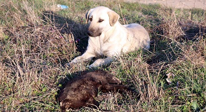 8 yavru köpek yakılarak öldürülmüş halde bulundu