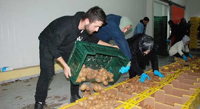 80 ton kivi, deprem bölgesine gönderildi