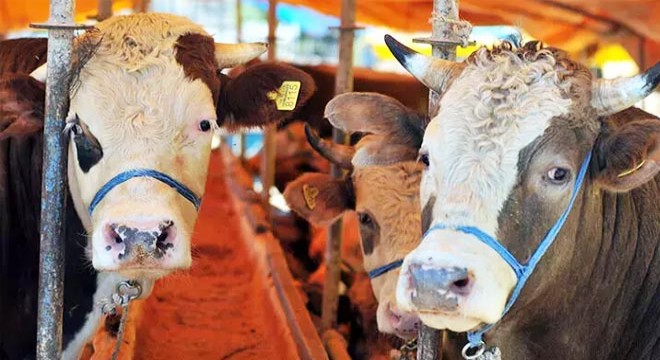 81 ile 'kurban kesimi' genelgesi