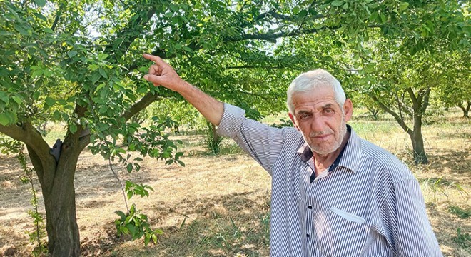 90 ağaçtan 3,5 ton erik çaldılar