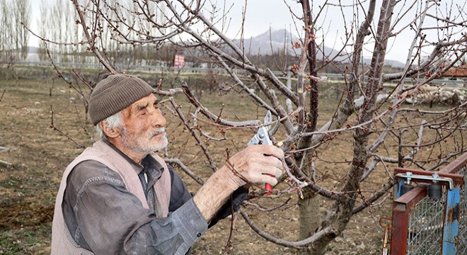 91 yaşındaki ağaç budamacı Hüseyin Ölmez, görenleri şaşırtıyor