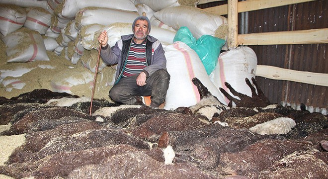 95 kuzusu öldü, 'Yanlış şurup verildi' dedi