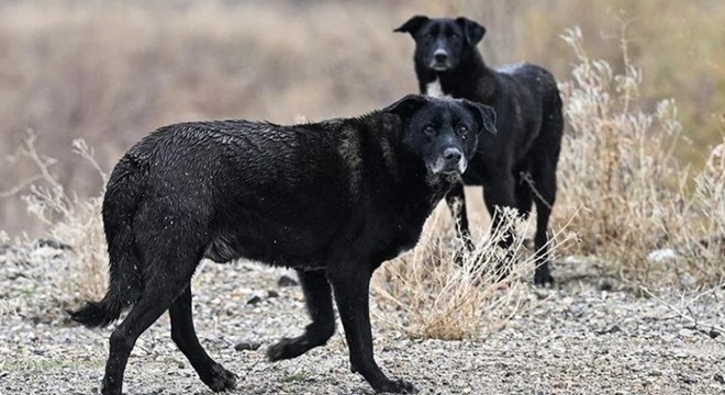 AYM,  Hayvanları Koruma Kanunu nun iptali talebini reddetti