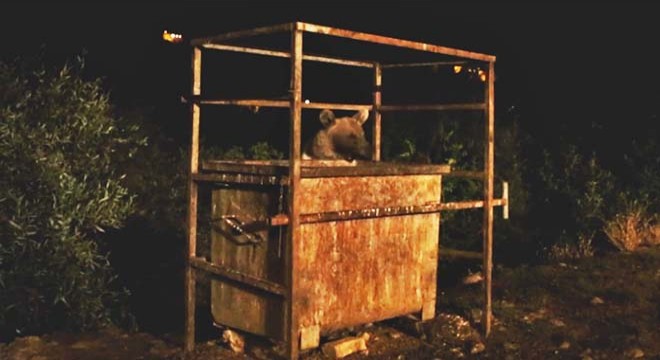 Aç kalan Avrasya bozayısı köye indi