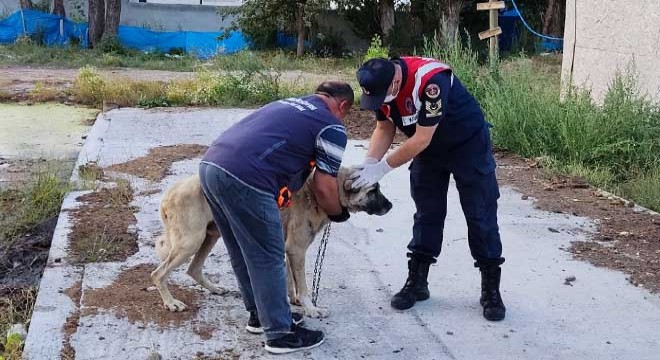 Aç ve susuz bırakılan köpeklere jandarma sahip çıktı
