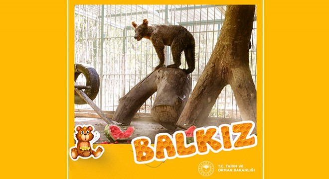 Acı bal yiyerek baygınlık geçiren ayının adı 'Balkız' oldu