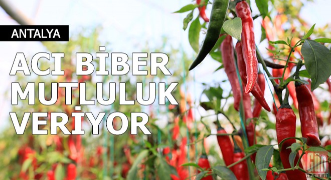 Acı biber 'mutluluk' veriyor