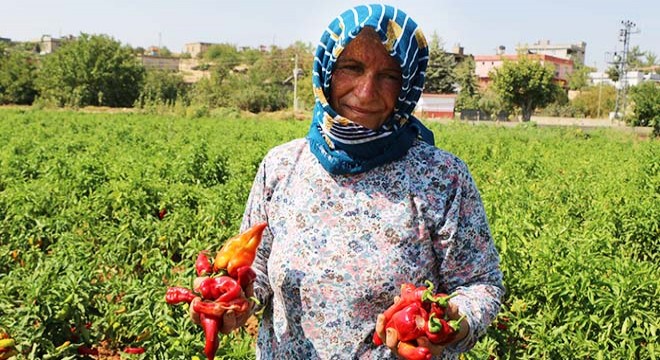 Acının sofralara yolculuğu, kadınlara ve öğrencilere kazandırıyor