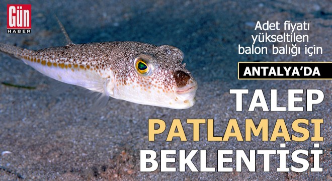 Adet fiyatı yükseltilen balon balığında, talep patlaması beklentisi