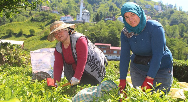 Afrikalı işçiler bu yıl da çay hasadında