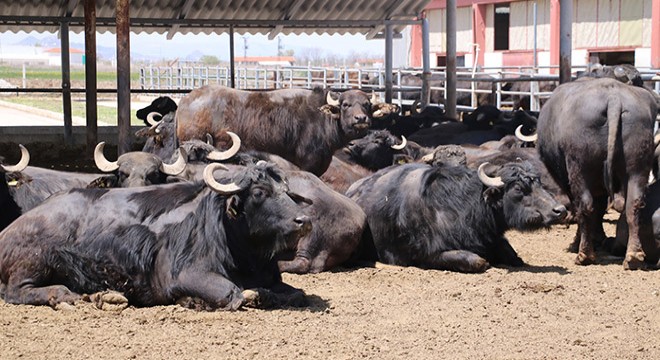 Afyon a Modern Manda Barınağı Tesisi