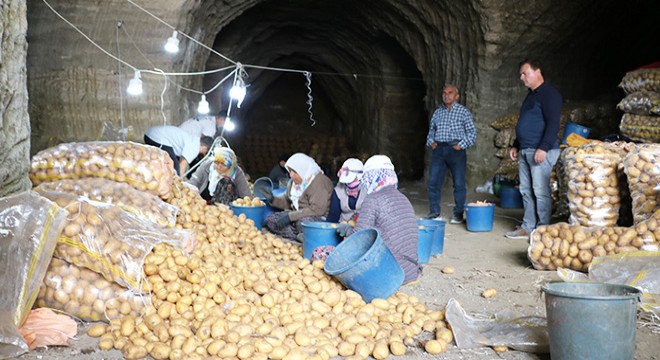 Afyonkarahisar da patatesler, mağaralarda depolanıyor