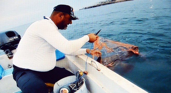 Ağa takılan caretta carettayı 'Tamam gülüm' diyerek kurtardı