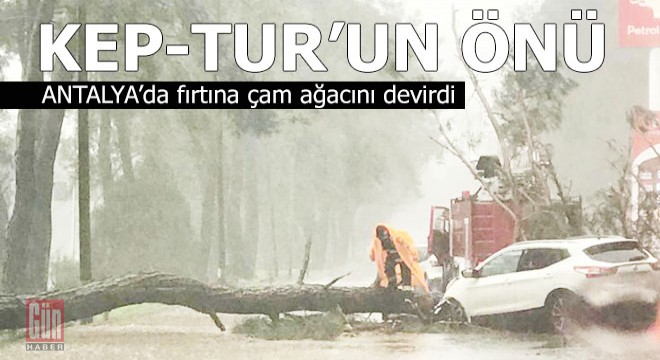 Ağaç otomobilin üzerine devrildi